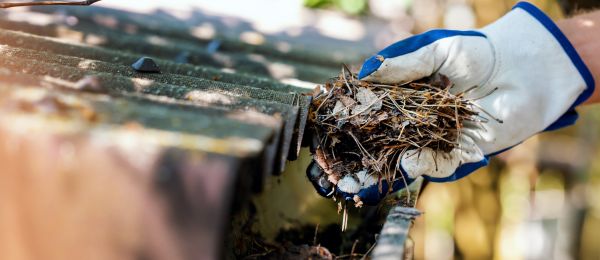 Cost of Pine Needle Gutter Cleaning in San Ramon